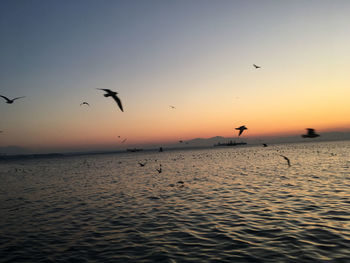 Silhouette birds flying over sea at sunset