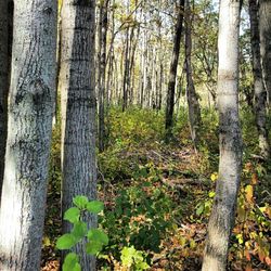 Trees growing in forest