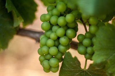 Close-up of grapes growing on tree