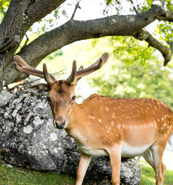 Portrait of deer standing on field