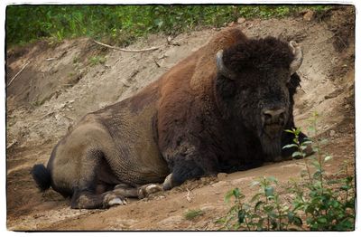 Close-up of lion