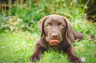 Portrait of dog relaxing on grassy field