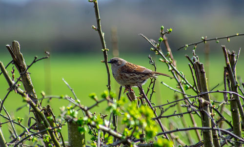 Bird perching on a branch