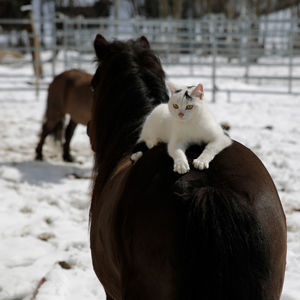 Close-up of white horse on snow field