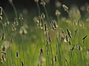 Close-up of plants growing on land