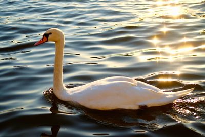 Swan swimming in lake