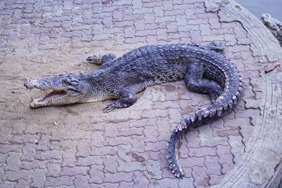 High angle view of crocodile on the wall