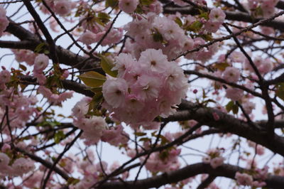 Low angle view of cherry blossoms on tree