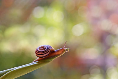 Close-up of snail