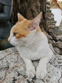 Close-up of a cat looking away