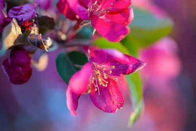 Close-up of pink flowering plant