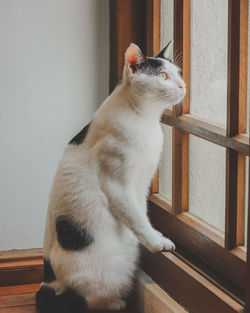 Close-up of cat lying on floor