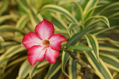 Close-up of pink flowering plant