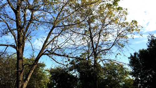 Low angle view of trees against sky