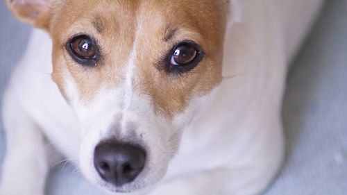 Close-up portrait of dog