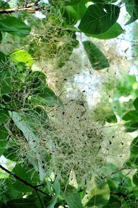 High angle view of a plant