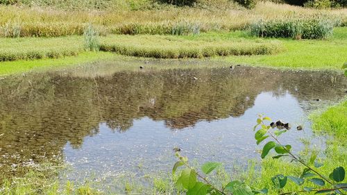 Reflection of grass in lake