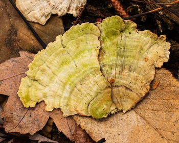 High angle view of leaves on wood