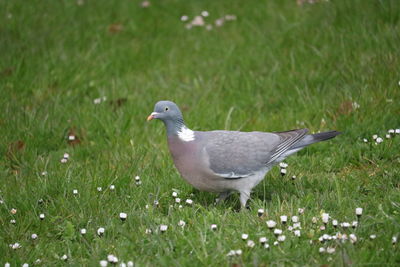 Side view of seagull on grass