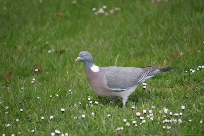 Side view of a dove on grass