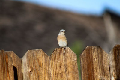 Low angle view of bird perching on wooden post