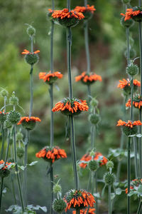 Close-up of red flowering plants