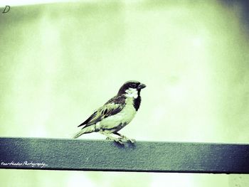 Close-up of bird perching outdoors