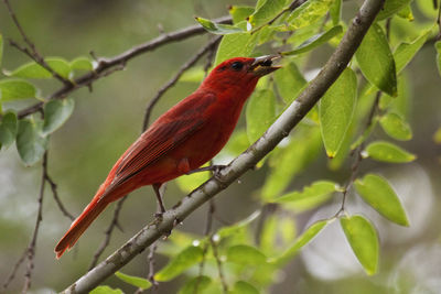 Bird perching on a branch