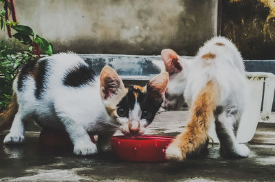 Close-up of a cat drinking water