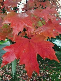 Close-up of maple leaves during autumn