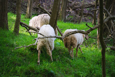 Sheep standing in a field