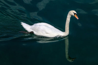 Swan swimming in lake