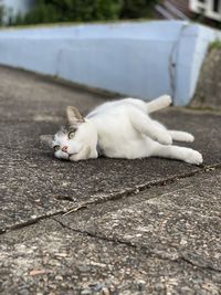 White cat resting on footpath