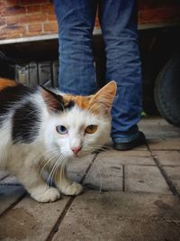 Low section of cat standing outdoors