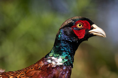 Close-up of a bird