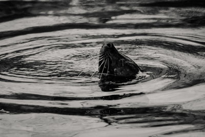 Close-up of bird swimming in lake