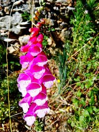 Close-up of pink flowers