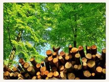 Pile of logs on tree stump