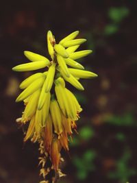 Close-up of yellow flower