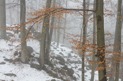 Bare trees during winter