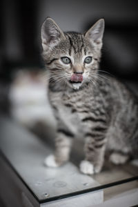 Close-up portrait of tabby kitten