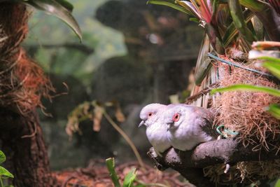 Close-up of birds