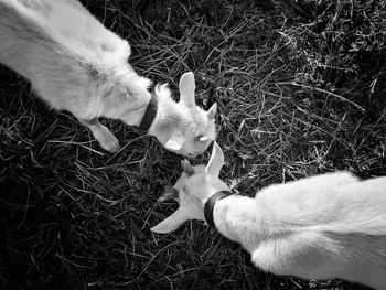 High angle view of dog on field