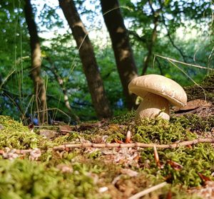 Close-up of mushroom growing on field