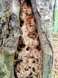 Close-up of tree trunk