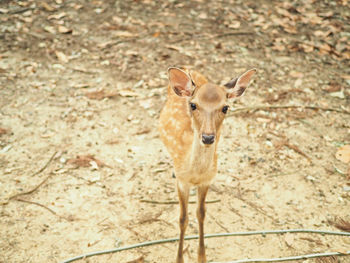 Portrait of deer standing on land