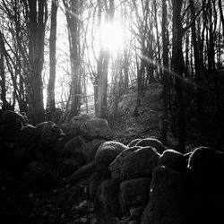 Sun shining through trees in forest