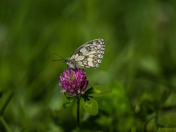 Butterfly on purple flower