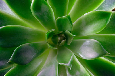 Full frame shot of succulent plant