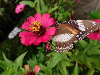 Butterfly on pink flower